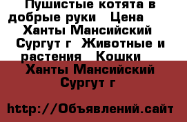 Пушистые котята в добрые руки › Цена ­ 1 - Ханты-Мансийский, Сургут г. Животные и растения » Кошки   . Ханты-Мансийский,Сургут г.